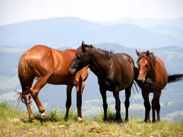 koně na poloninách - polonina Boržava